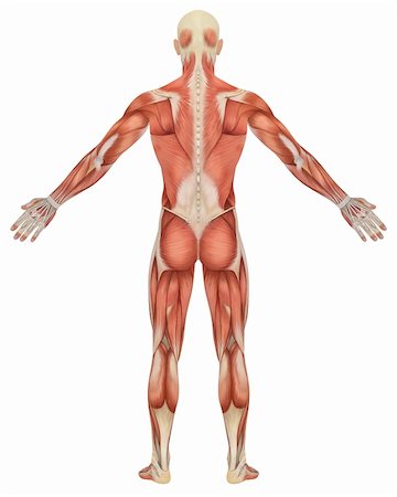 A illustration of the rear view of the male muscular anatomy. Very educational and detailed. Stock Photo - Budget Royalty-Free & Subscription, Code: 400-04925360