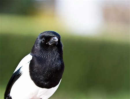 picture of magpie (bird, corvid) taken in south germany Stockbilder - Microstock & Abonnement, Bildnummer: 400-04925426