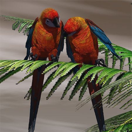 Two Cuban Red Macaws have a close bond and are tender with each other. Stock Photo - Budget Royalty-Free & Subscription, Code: 400-04925492