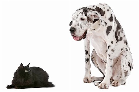 A dog and a cat in front of a white background Stock Photo - Budget Royalty-Free & Subscription, Code: 400-04925569