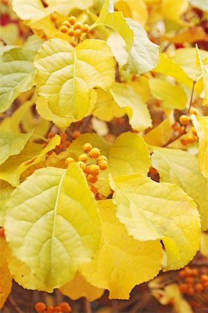 simsearch:622-02757758,k - Autumnal decorative bushes Strahlengriffel (bot. Actinidia - Arten) Stock Photo - Budget Royalty-Free & Subscription, Code: 400-04925610