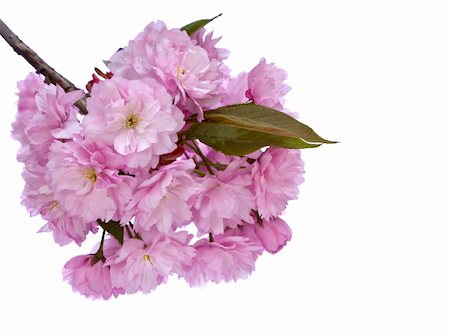 simsearch:400-05911543,k - Cherry blossom Photographie de stock - Aubaine LD & Abonnement, Code: 400-04925711