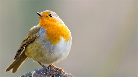 rotkelchen - Robin Perched on a Log Stockbilder - Microstock & Abonnement, Bildnummer: 400-04925749