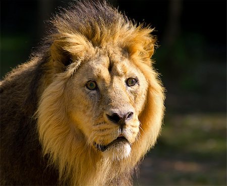 simsearch:400-08977855,k - Lion head close up Stockbilder - Microstock & Abonnement, Bildnummer: 400-04925756