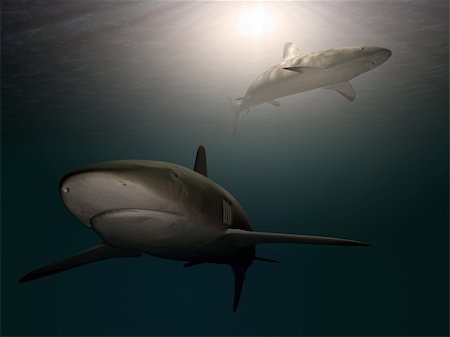simsearch:400-08553170,k - sharks in the blue water Stock Photo - Budget Royalty-Free & Subscription, Code: 400-04926157