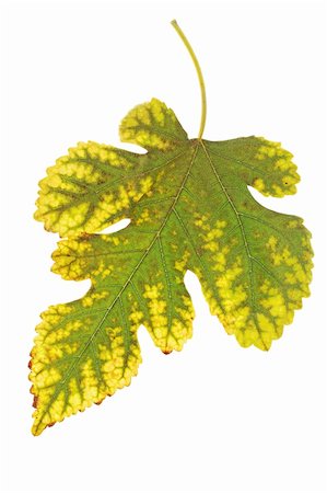 Autumnal leaf from the mulberry against the white background Stock Photo - Budget Royalty-Free & Subscription, Code: 400-04926186