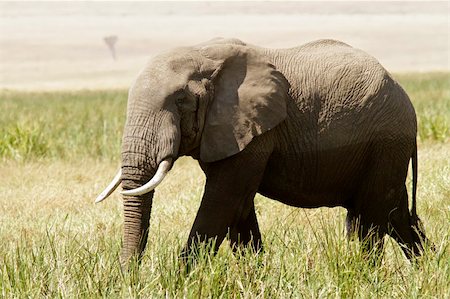 simsearch:400-04378395,k - An Elephant (Loxodonta) on the Maasai Mara National Reserve safari in southwestern Kenya. Stock Photo - Budget Royalty-Free & Subscription, Code: 400-04926343