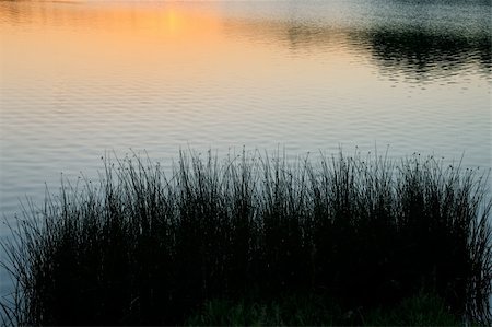 simsearch:400-05880107,k - Silhouettes of coastal plants after sunset at reservoir Photographie de stock - Aubaine LD & Abonnement, Code: 400-04926375