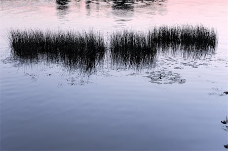 simsearch:400-05880107,k - Silhouetten von Wasserpflanzen nach Sonnenuntergang am Stausee Stockbilder - Microstock & Abonnement, Bildnummer: 400-04926376