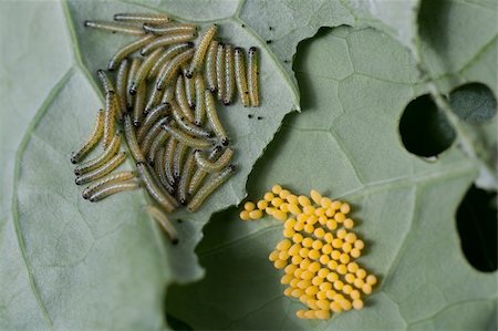 Eggs and larvae of the cabbage white butterfly, Pieris brassicae on brassica leaf. Stock Photo - Budget Royalty-Free & Subscription, Code: 400-04920144