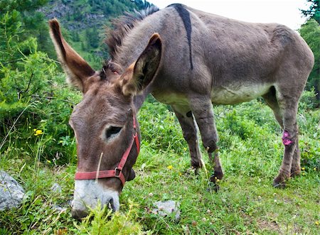 simsearch:400-07299198,k - Orsiera Park, Piedmont Region, Italy: a donkey free in the park Foto de stock - Super Valor sin royalties y Suscripción, Código: 400-04920481