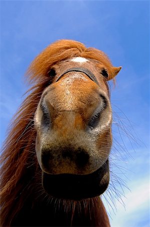 Wide angle shot of horse face. The horse is looking very curious. Stockbilder - Microstock & Abonnement, Bildnummer: 400-04920756