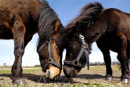 A horse couple is looking at each other. Stock Photo - Budget Royalty-Free & Subscription, Code: 400-04920757