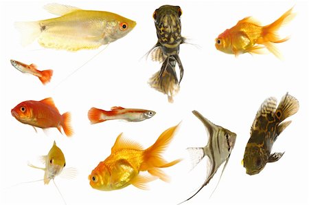 Many different aquarium fish isolated on white background. Stockbilder - Microstock & Abonnement, Bildnummer: 400-04920768