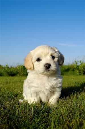 simsearch:400-03979341,k - A Bichon Havanais puppy resting in the sun Stock Photo - Budget Royalty-Free & Subscription, Code: 400-04920771