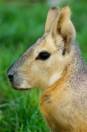 Patagonian Cavy resting in the grass Photographie de stock - Aubaine LD & Abonnement, Code: 400-04920792