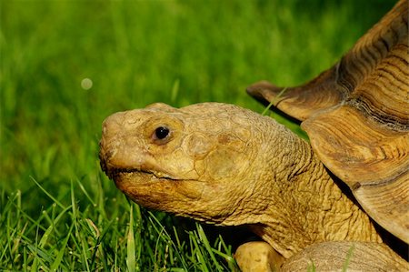 espuela - African Sulcata Tortoise sitting in the grass. Foto de stock - Super Valor sin royalties y Suscripción, Código: 400-04920793