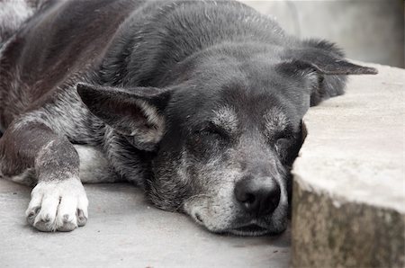 a picture of a cute sleeping black dog Foto de stock - Royalty-Free Super Valor e Assinatura, Número: 400-04920813
