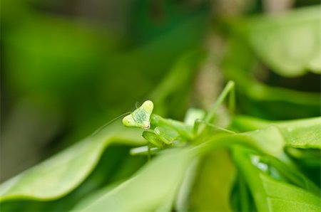 mantis in green nature or in garden Stock Photo - Budget Royalty-Free & Subscription, Code: 400-04920859