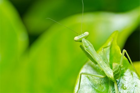 mantis in green nature or in garden Stock Photo - Budget Royalty-Free & Subscription, Code: 400-04920861