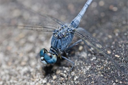 simsearch:400-04364178,k - dragonfly in garden or in green nature Foto de stock - Royalty-Free Super Valor e Assinatura, Número: 400-04920892