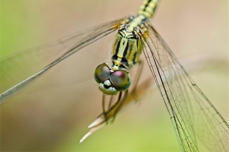 simsearch:400-08195310,k - dragonfly in garden or in green nature Foto de stock - Super Valor sin royalties y Suscripción, Código: 400-04920902