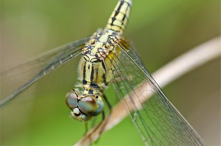 simsearch:400-04364178,k - dragonfly in garden or in green nature Foto de stock - Royalty-Free Super Valor e Assinatura, Número: 400-04920903