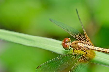 simsearch:400-08195310,k - dragonfly in garden or in green nature Foto de stock - Super Valor sin royalties y Suscripción, Código: 400-04920910