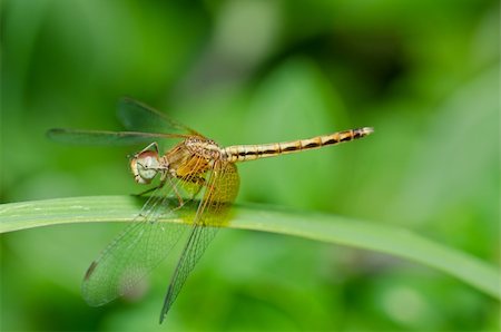 simsearch:400-08195310,k - dragonfly in garden or in green nature Foto de stock - Super Valor sin royalties y Suscripción, Código: 400-04920913