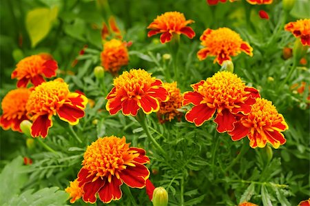 Marigolds in the flowerbed. Fine sunny day Stock Photo - Budget Royalty-Free & Subscription, Code: 400-04921184