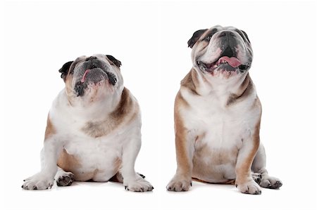 english bulldogs - two English bulldogs in front of a white background Stock Photo - Budget Royalty-Free & Subscription, Code: 400-04921295