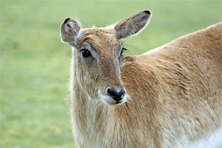 a stunning red deer Stockbilder - Microstock & Abonnement, Bildnummer: 400-04921702