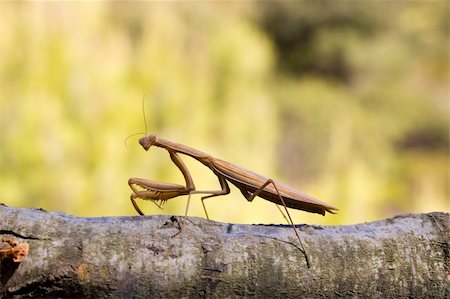 standing catcher - Large brown praying mantid, Archimantis latistyla Stock Photo - Budget Royalty-Free & Subscription, Code: 400-04921770