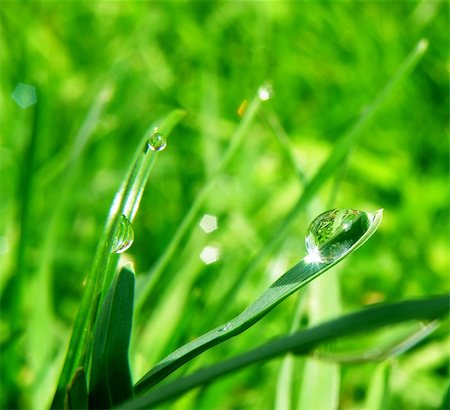 spring light rain - macro detail of water drop on leaf and green grass Stock Photo - Budget Royalty-Free & Subscription, Code: 400-04922059