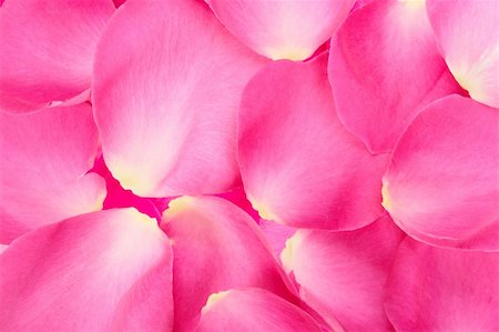 simsearch:400-06095720,k - Abstract background of pink rose petals. Close-up. Studio photography. Stock Photo - Budget Royalty-Free & Subscription, Code: 400-04922180