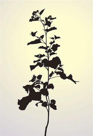 Vector illustration of plants, silhouette Arctium lappa Stock Photo - Budget Royalty-Free & Subscription, Code: 400-04922246