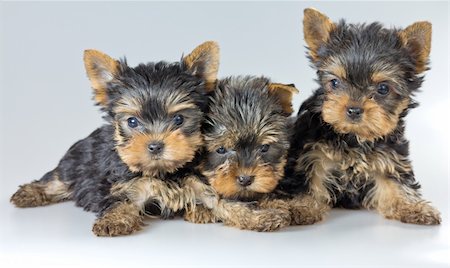 Three puppies Yorkshire Terrier on light gray background Fotografie stock - Microstock e Abbonamento, Codice: 400-04922530