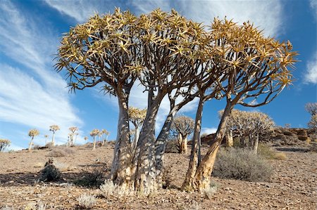 enormous quiver trees in South African landscape - horizontal format - Copy Space Fotografie stock - Microstock e Abbonamento, Codice: 400-04922560