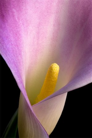 Extreme closeup of calla lily bloom Stock Photo - Budget Royalty-Free & Subscription, Code: 400-04922956