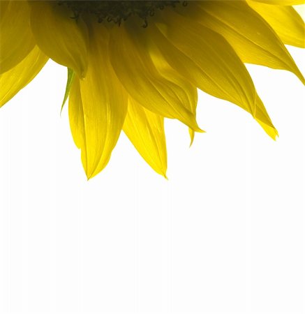 High-key backlit sunflower Stock Photo - Budget Royalty-Free & Subscription, Code: 400-04922957