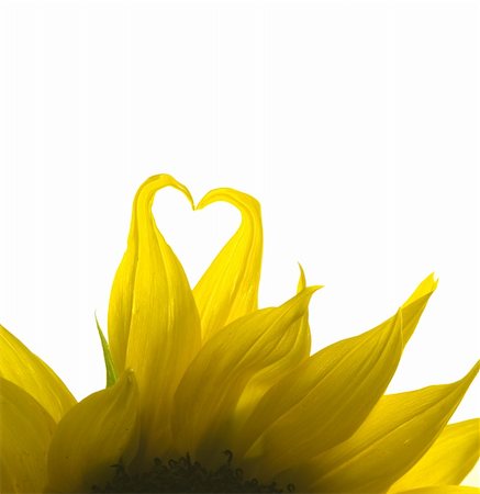 Backlit sunflower with petals curving to form heart shape Fotografie stock - Microstock e Abbonamento, Codice: 400-04922958