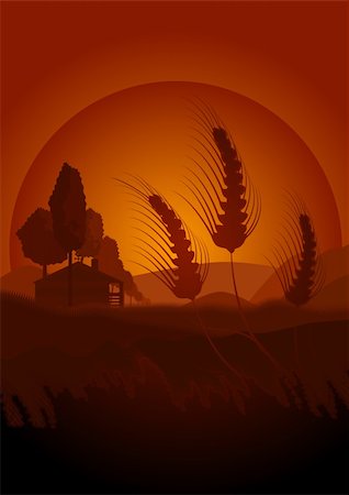 Bucolic scene of a hot afternoon in the fields of cereal. This illustration conveys peace and quiet of this scene. In the background you can see a house or farm. Stock Photo - Budget Royalty-Free & Subscription, Code: 400-04923160