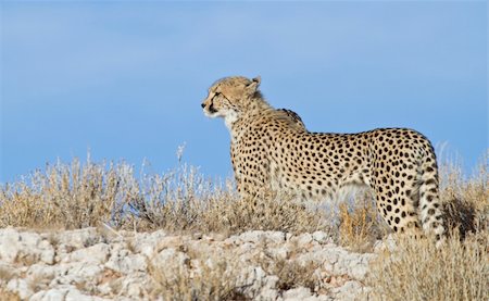 A young cheetah stands alert on a calcrete ridge in the Kgalagadi Transfrontier Park, Kalahari desert, South Africa Stock Photo - Budget Royalty-Free & Subscription, Code: 400-04923443