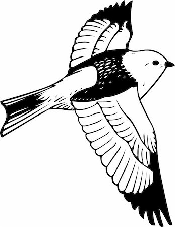simsearch:400-05666268,k - Bird flying isolated on white Foto de stock - Super Valor sin royalties y Suscripción, Código: 400-04923488