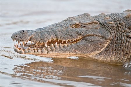 A scary Nile Crocodile in a river in Africa Photographie de stock - Aubaine LD & Abonnement, Code: 400-04923528