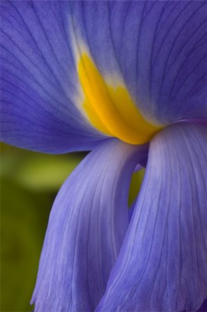 Extreme closeup macro shot of iris bloom Stock Photo - Budget Royalty-Free & Subscription, Code: 400-04923536