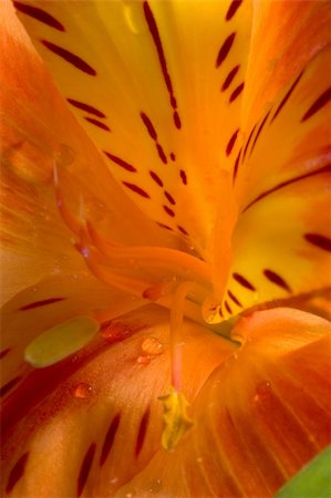 Orange alstromeria closeup Stock Photo - Budget Royalty-Free & Subscription, Code: 400-04923549