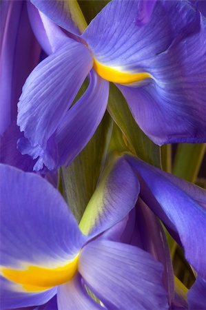 Two iris blooms closeup Fotografie stock - Microstock e Abbonamento, Codice: 400-04923550