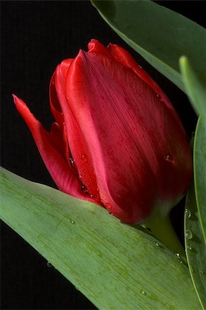 Deep red tulip on black background Stock Photo - Budget Royalty-Free & Subscription, Code: 400-04923552