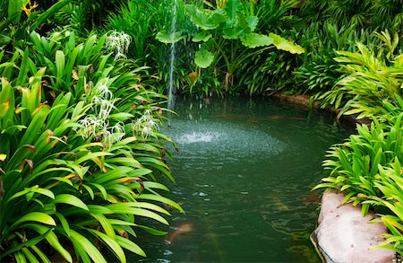 Tropical garden, pond and plants. Photographie de stock - Aubaine LD & Abonnement, Code: 400-04923736